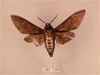 白星天蛾藏品圖，第2張