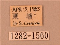 白星天蛾藏品圖，第3張