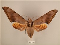 臺灣鷹翅天蛾藏品圖，第1張