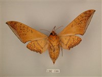 臺灣鷹翅天蛾藏品圖，第2張