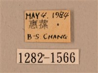 臺灣鷹翅天蛾藏品圖，第3張