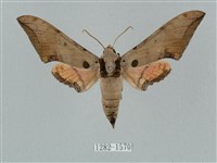 廣東鷹翅天蛾藏品圖，第1張