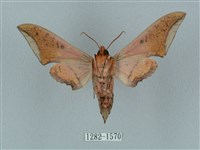 廣東鷹翅天蛾藏品圖，第2張