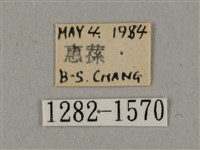 廣東鷹翅天蛾藏品圖，第3張