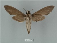 蝦殼天蛾藏品圖，第2張