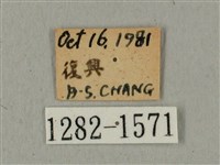 蝦殼天蛾藏品圖，第3張