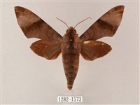 臺灣缺角天蛾藏品圖，第1張