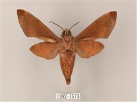 臺灣缺角天蛾藏品圖，第2張