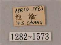 臺灣缺角天蛾藏品圖，第3張