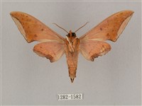 廣東鷹翅天蛾藏品圖，第2張