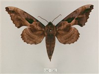 盾天蛾藏品圖，第1張