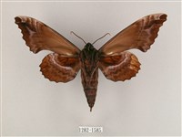 盾天蛾藏品圖，第2張