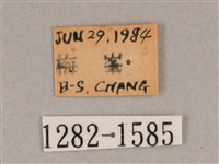 盾天蛾藏品圖，第3張