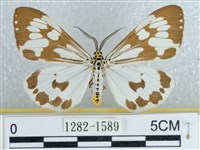 粉蝶燈蛾藏品圖，第1張