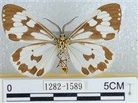 粉蝶燈蛾藏品圖，第2張