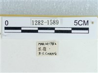 粉蝶燈蛾藏品圖，第3張