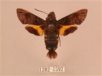 灰紋長喙天蛾藏品圖，第1張