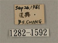 灰紋長喙天蛾藏品圖，第2張