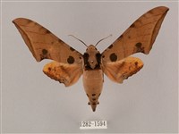 裂斑鷹翅天蛾藏品圖，第1張