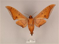 裂斑鷹翅天蛾藏品圖，第2張