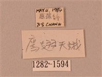 裂斑鷹翅天蛾藏品圖，第3張