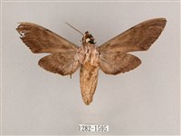 細斜紋霜天蛾藏品圖，第2張