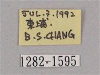 細斜紋霜天蛾藏品圖，第3張