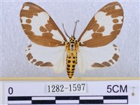 後凸蝶燈蛾藏品圖，第1張