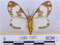 後凸蝶燈蛾藏品圖，第2張