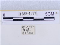 後凸蝶燈蛾藏品圖，第3張