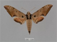 廣東鷹翅天蛾藏品圖，第1張