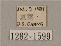 廣東鷹翅天蛾藏品圖，第3張