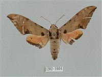 廣東鷹翅天蛾藏品圖，第1張