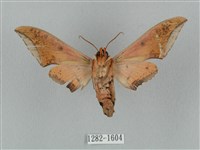 廣東鷹翅天蛾藏品圖，第2張