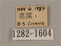 廣東鷹翅天蛾藏品圖，第3張