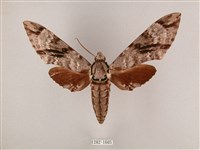 粗斜紋天蛾藏品圖，第1張