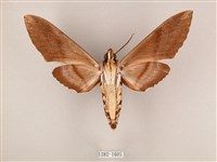 粗斜紋天蛾藏品圖，第2張