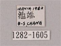 粗斜紋天蛾藏品圖，第3張