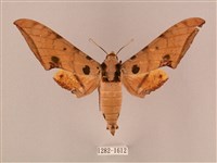 裂斑鷹翅天蛾藏品圖，第1張