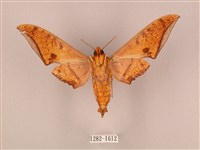 裂斑鷹翅天蛾藏品圖，第2張