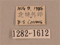 裂斑鷹翅天蛾藏品圖，第3張