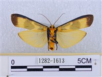 閃光苔蛾藏品圖，第2張