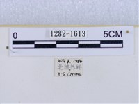 閃光苔蛾藏品圖，第3張