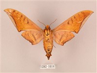 裂斑鷹翅天蛾藏品圖，第2張