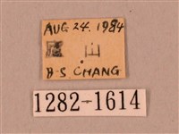 裂斑鷹翅天蛾藏品圖，第3張