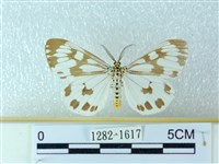 粉蝶燈蛾藏品圖，第1張