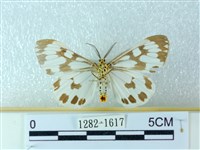 粉蝶燈蛾藏品圖，第2張