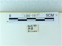 粉蝶燈蛾藏品圖，第3張