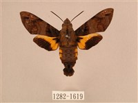 叉帶長喙天蛾藏品圖，第1張