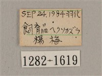 叉帶長喙天蛾藏品圖，第3張